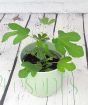 Young fig