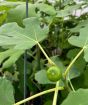 Young fig fruits