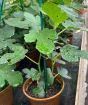 Young Fig Trees