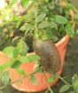 Australian finger lime