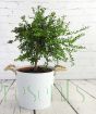 Large finger lime
