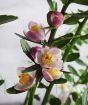 Finger lime flowers