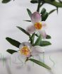 Scented Finger Lime Flowers