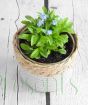 Forget Me Not in Seagrass Basket
