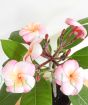 Frangipani            