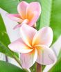Close up of Frangipani