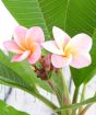 Close up of plumeria flowers