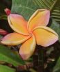 Frangipani California Sunset