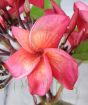 Frangipani Pink Jack