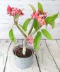 Frangipani Pink Jack
