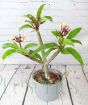 Frangipani Rhonda