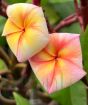 Frangipani Thumberlina