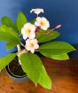 Frangipani            