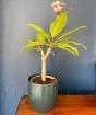 Frangipani Thumablina August 2025