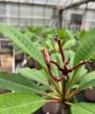 Old Frangipani flower spike