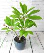 Frangipani September 2025