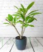 Frangipani            