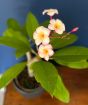 Frangipani            
