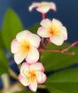 Frangipani thumbalina
