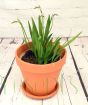 Freesia