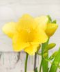 Freesia