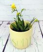 Yellow freesia in yellow ceramic pot