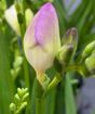 Freesia