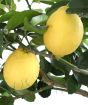 Lemons when ripe