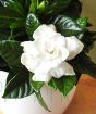 Close up of a Gardenia flower