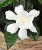 Gardenia Bush