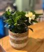 Gardenia Bush