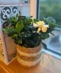 Gardenia Bush