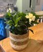 Gardenia Bush