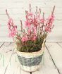 Gaura