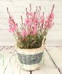Gorgeous Gaura