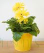 yellow Gerbera