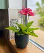 pink gerbera in blue pot July 2025