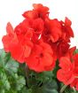 red geranium