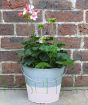 Geranium 