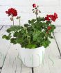 Red geranium in white ceramic pot