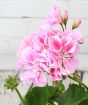 Pink Geranium Flowers