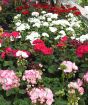 Geranium