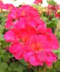 Geranium