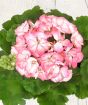 Geranium