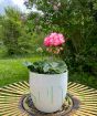 Geranium