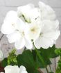 white geranium flowers