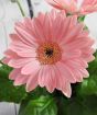 Close up of pink gerbera