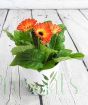 Colourful Gerbera