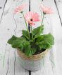 Pale pink Gerbera