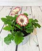 Gerbera